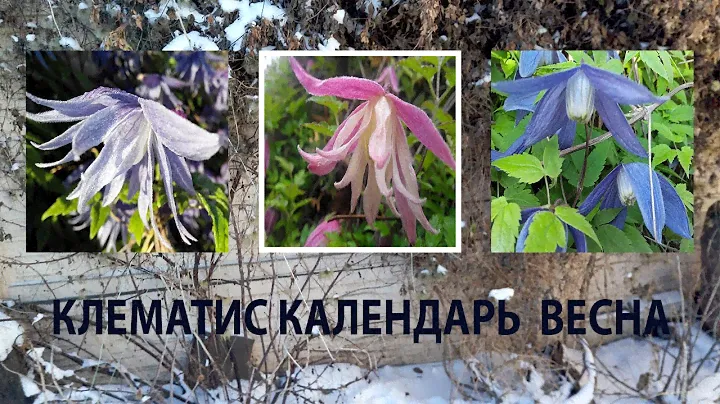 КЛЕМАТИС календарь на март - уход за клематисами весной от Клематис TV
