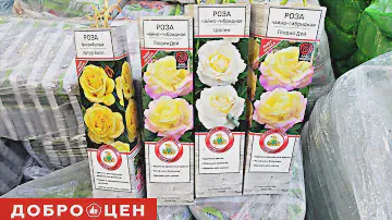 💞В ДОБРОЦЕН привезли саженцы РОЗ, ГРУШИ и другие НОВИНКИ март 2023